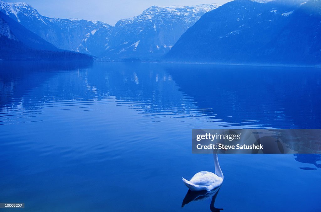 SWAN ON HALLSTATT LAKE IN AUSTRIA