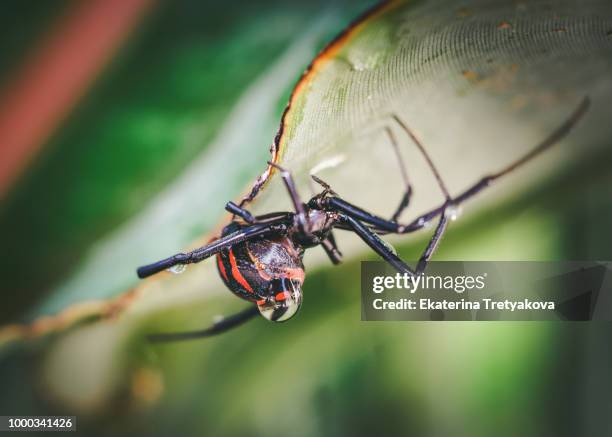 black death - black widow spider stock pictures, royalty-free photos & images