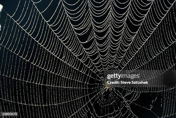spider in dew-covered web - spider fotografías e imágenes de stock