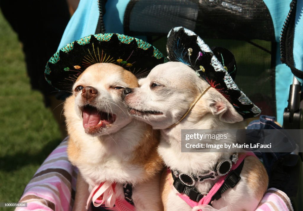 Two Chihuahua dogs wearing sombrero hats