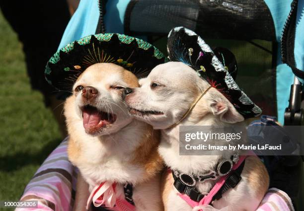 two chihuahua dogs wearing sombrero hats - petite parade stock pictures, royalty-free photos & images