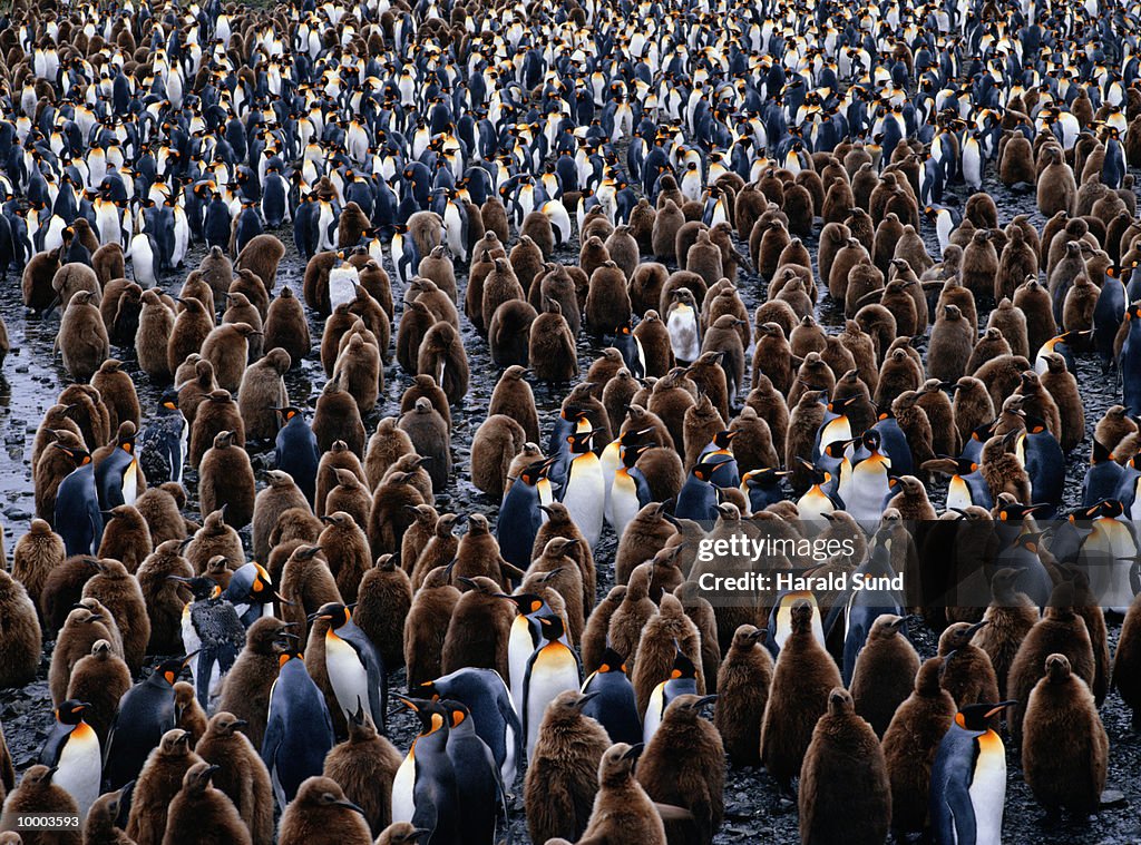 KING PENGUINS IN SOUTH GEORGIA, SOUTH ATLANTIC