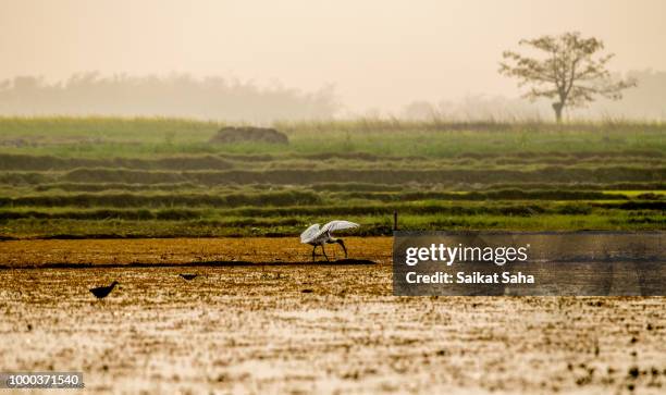 black-headed ibis - whooping crane stock pictures, royalty-free photos & images