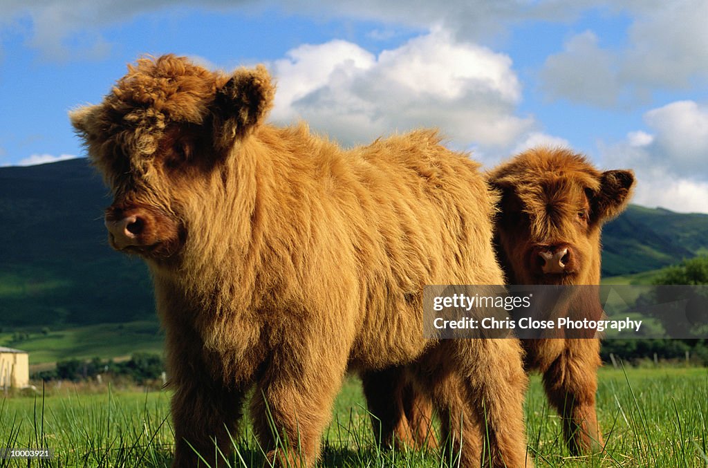 YOUNG HIGHLAND COWS IN SCOTLAND