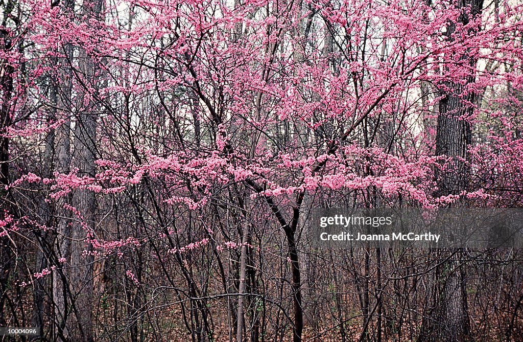 Pink blooms on trees, winter