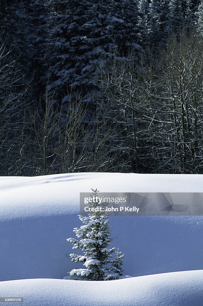 SNOWY PINE TREE ON HILL WITH WINTER FOREST