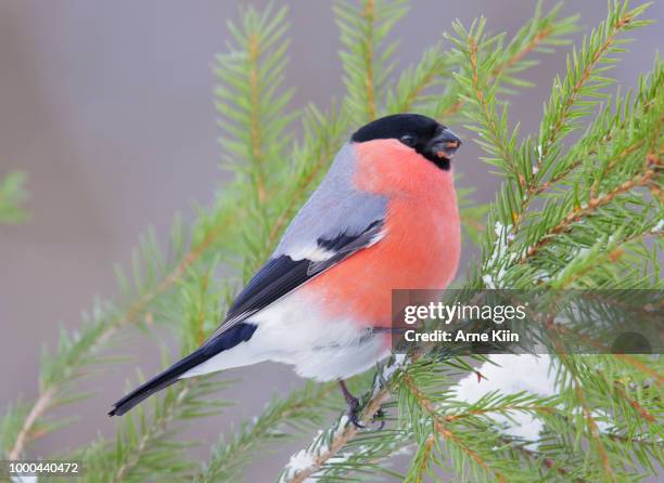eurasian bullfinch (pyrrhula pyrrhula) - old world bullfinch stockfoto's en -beelden