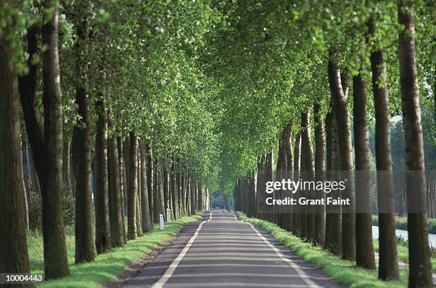 country road lined with trees in damme,belgium - damme fotografías e imágenes de stock