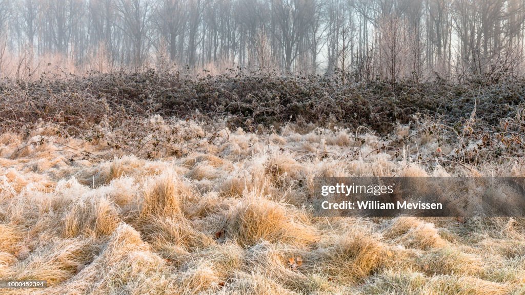 Frozen Grasses
