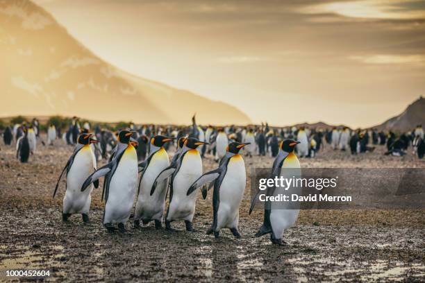 follow the leader - group of animals stock pictures, royalty-free photos & images