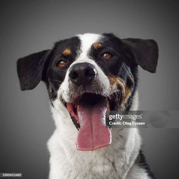 portrait of dog from shelter - anxious dog licking lips stock pictures, royalty-free photos & images
