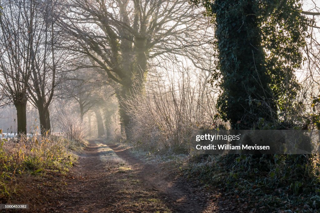 Winter Light Path