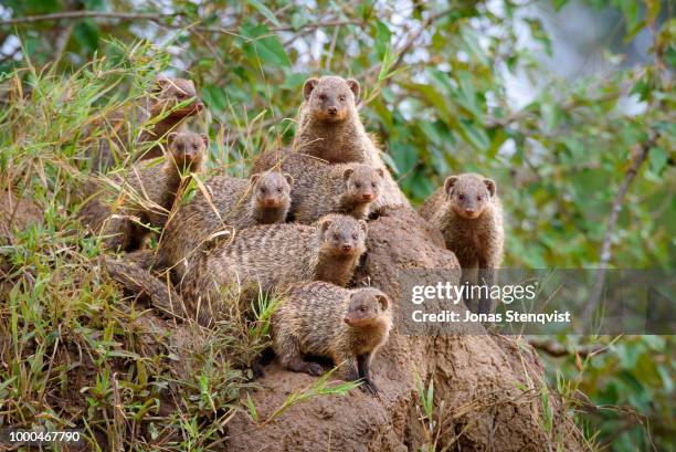 posse - mongoose stock pictures, royalty-free photos & images