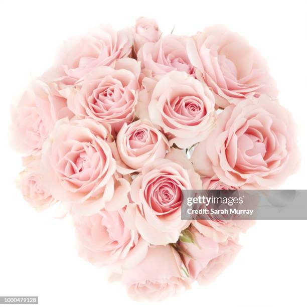 mini roses - rose isolated stock pictures, royalty-free photos & images