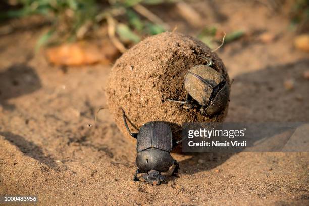 african dung beetle - scarab beetle stock pictures, royalty-free photos & images