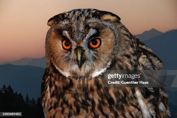 waldkauz (strix aluco) - haas stock pictures, royalty-free photos & images