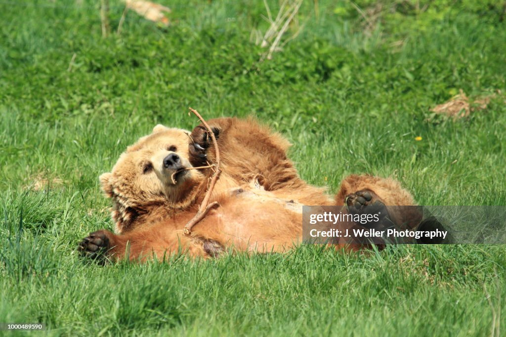 Brown Bear