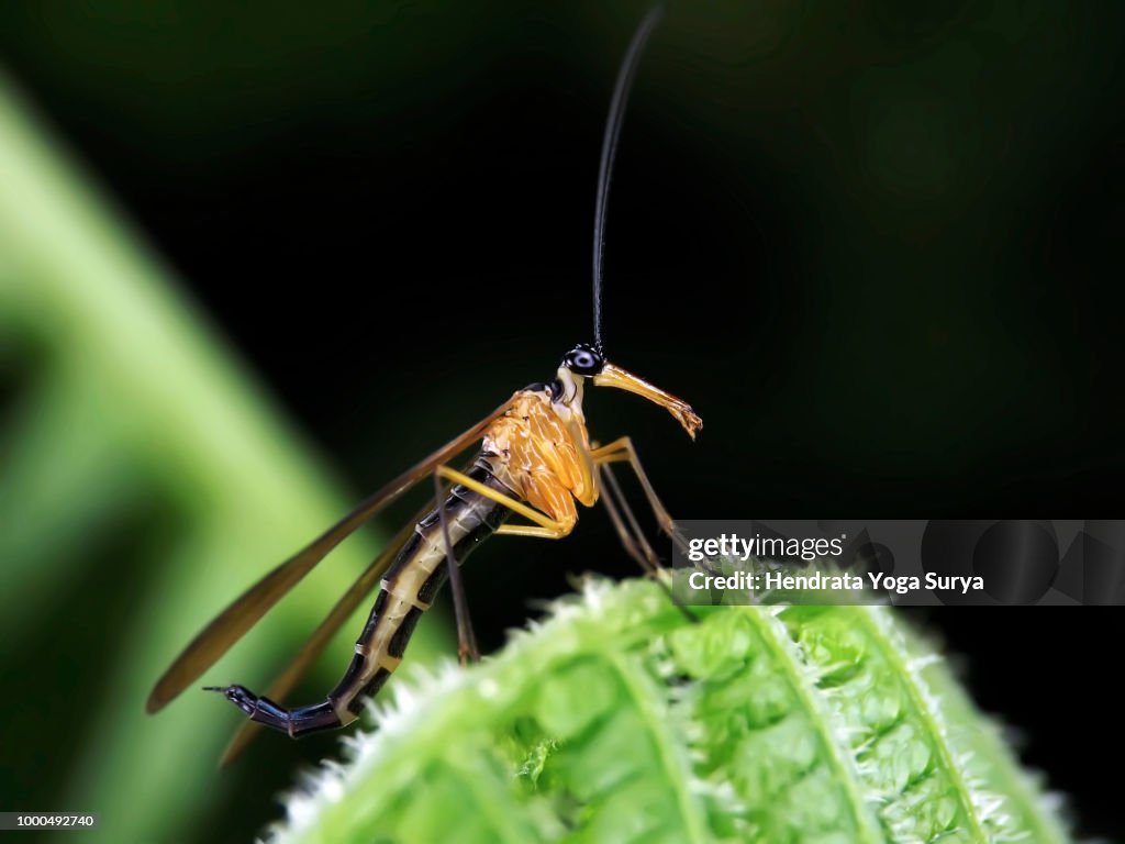 Female scorpionfly