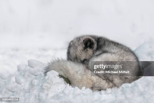 rolled-up in the snow - arctic fox cub stock pictures, royalty-free photos & images