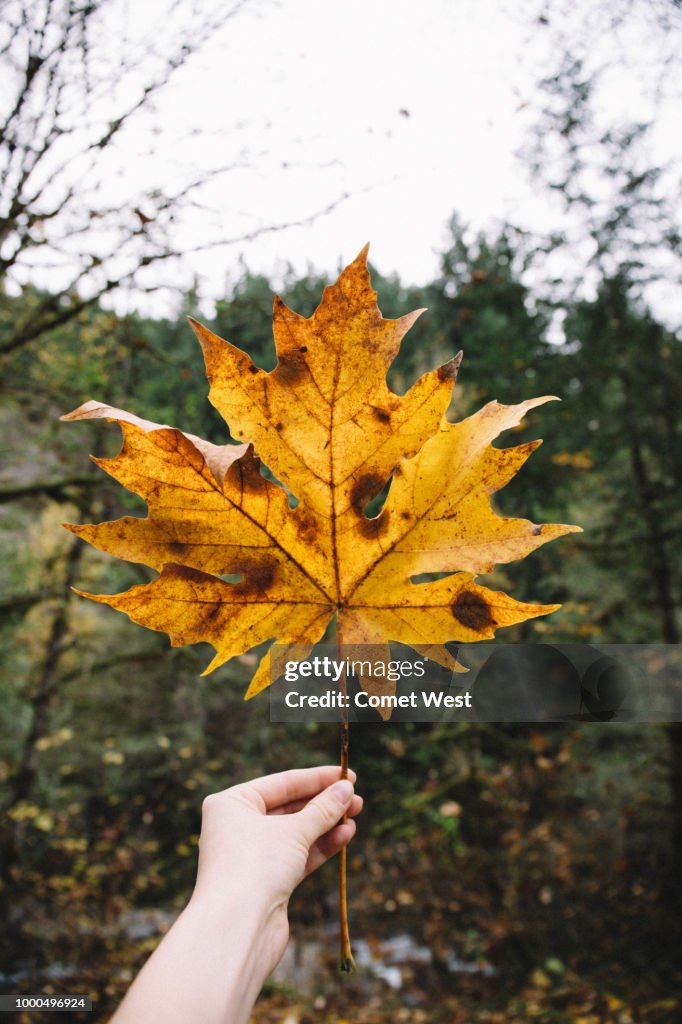 Big Fall Leaf High Res Stock Photo Getty Images big-fall-leaf-high-res-stock-photo-getty-images