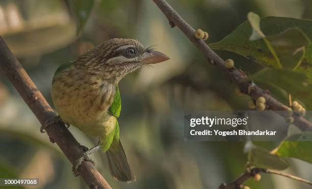 white cheeked barbet - galapagos finch stock pictures, royalty-free photos & images