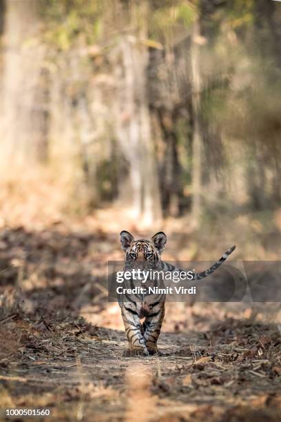 cub head-on - tiger - cub stock-fotos und bilder