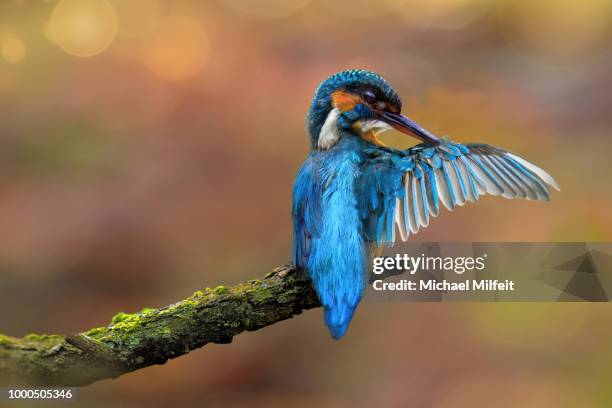 preening - preening stock pictures, royalty-free photos & images