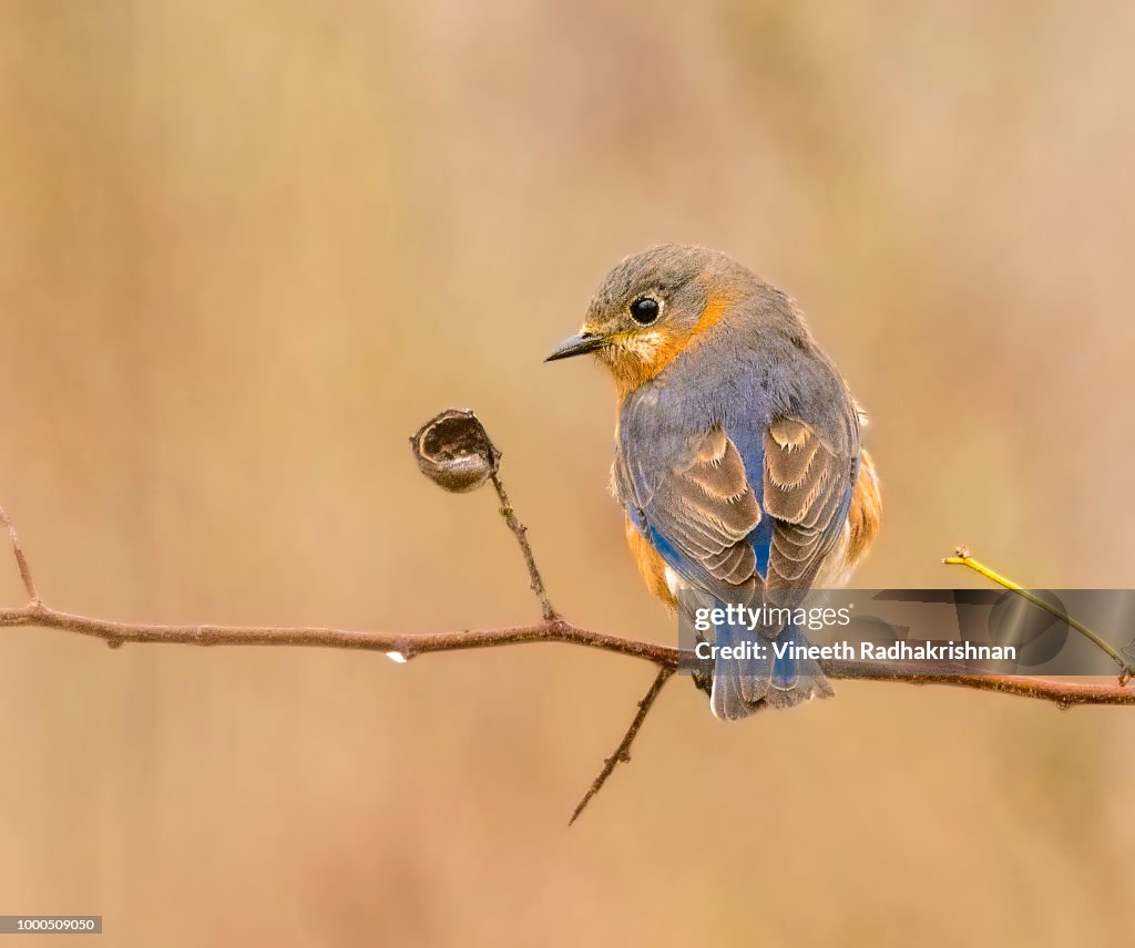 Eastern Bluebird