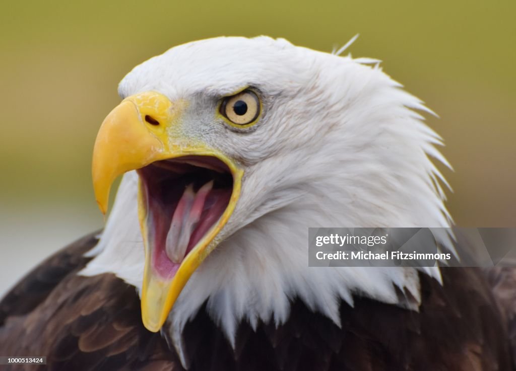 Bald Eagle