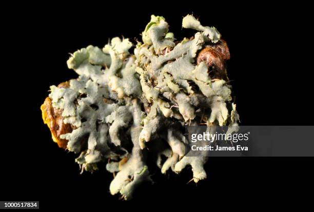 physcia tenella lichen-3 - physcia stock pictures, royalty-free photos & images