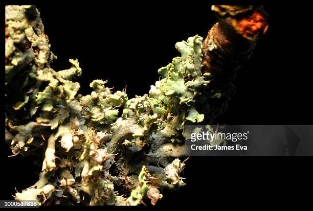 physcia tenella lichen-2 - physcia stock pictures, royalty-free photos & images