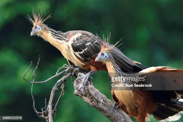 stinkbirds - hoatzin stock pictures, royalty-free photos & images