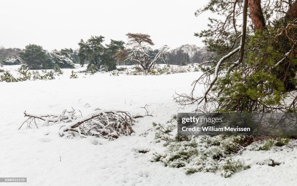 Winter Trees And Branches