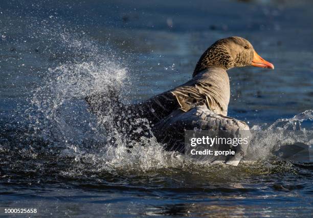 Bading Goding Bading Photos and Premium High Res Pictures - Getty Images