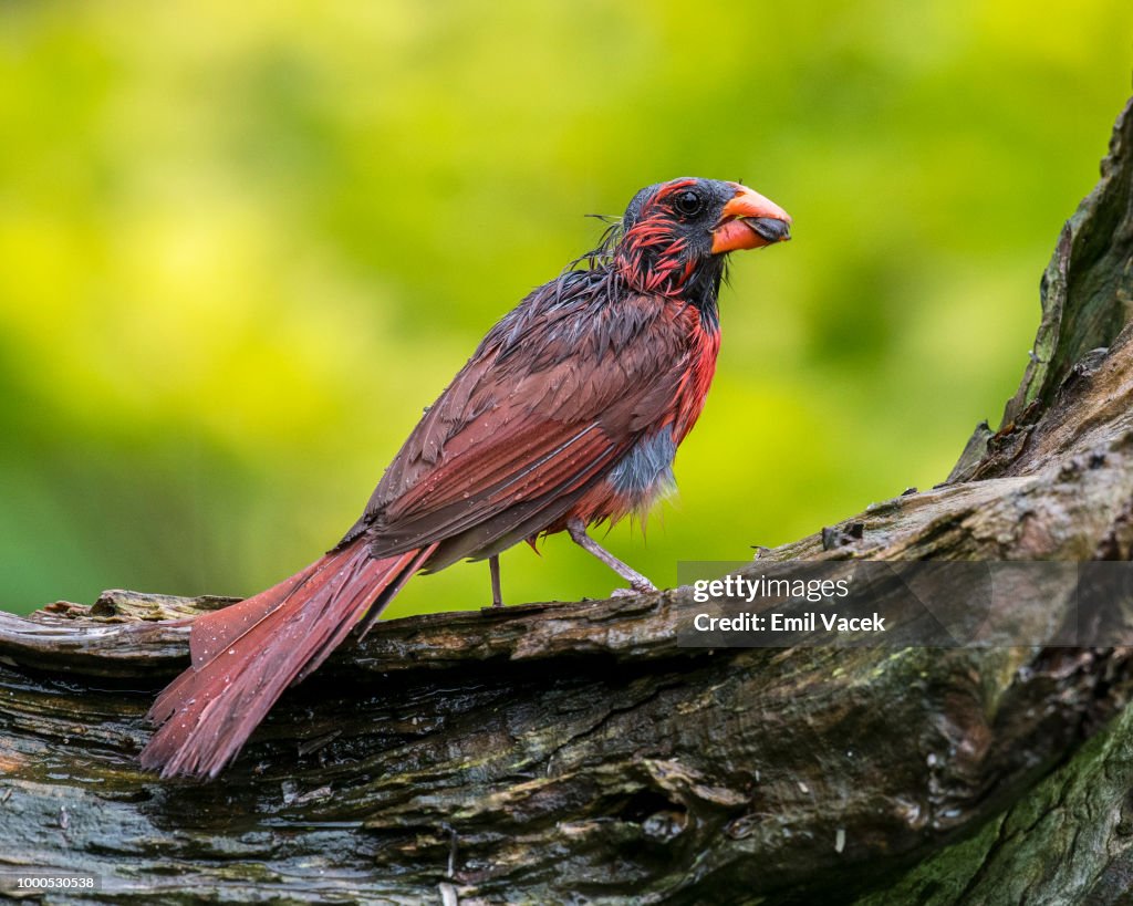 Wet and Hungry