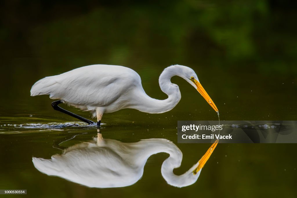 Great Egret