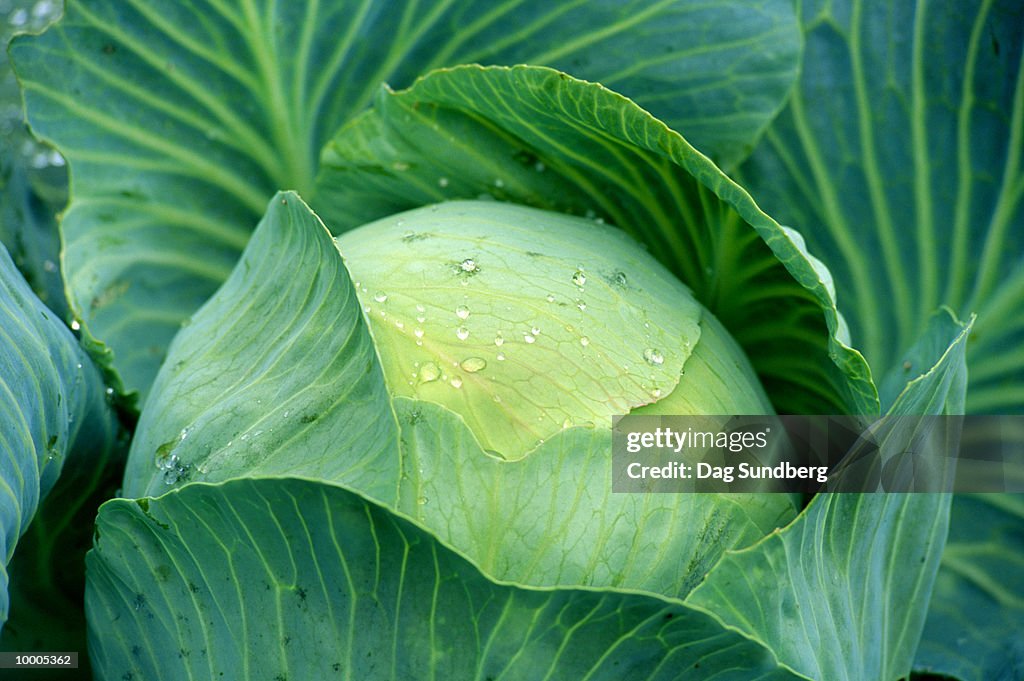 Capitis Cabbage Head Of Cabbage In Detail High-Res Stock Photo - Getty Images