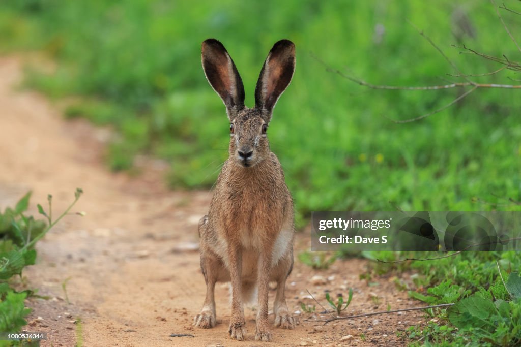 Lepus capensis / Cape hare