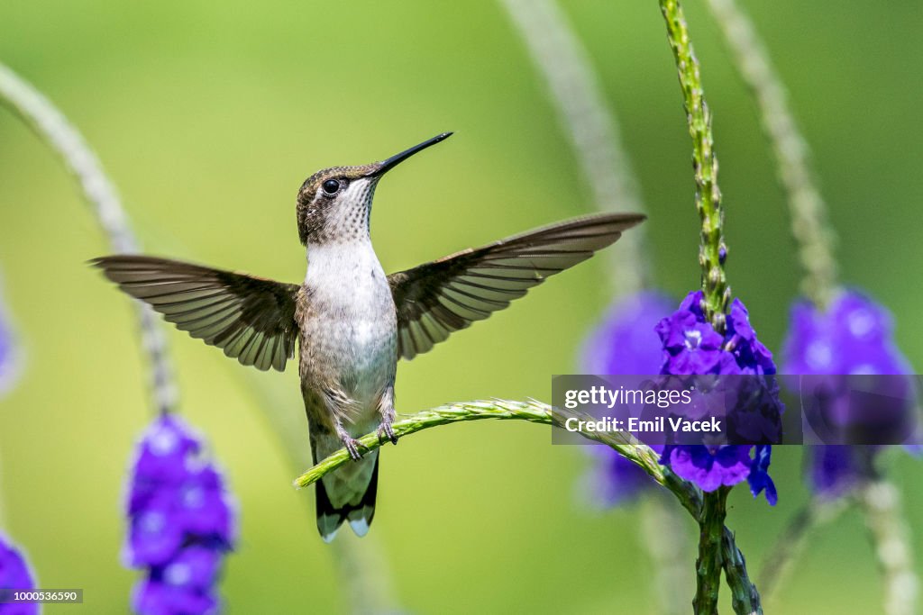 Ruby-Throated Hummingbird - I am a angel