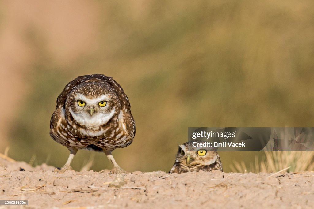California Burrowing Owl