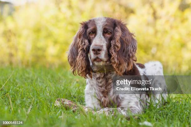 brown spotted russian spaniel in the forest - english springer spaniel stock pictures, royalty-free photos & images