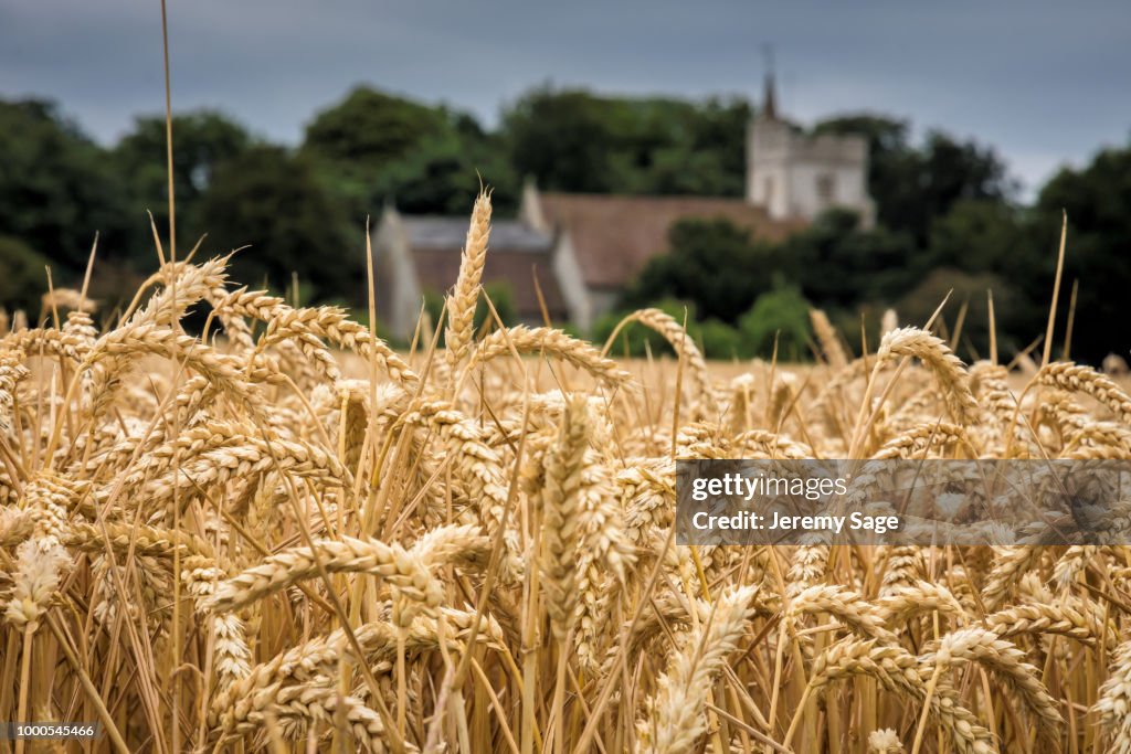 The wheat field