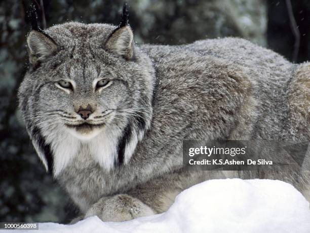 canadian lynx canada - canadian lynx fotografías e imágenes de stock