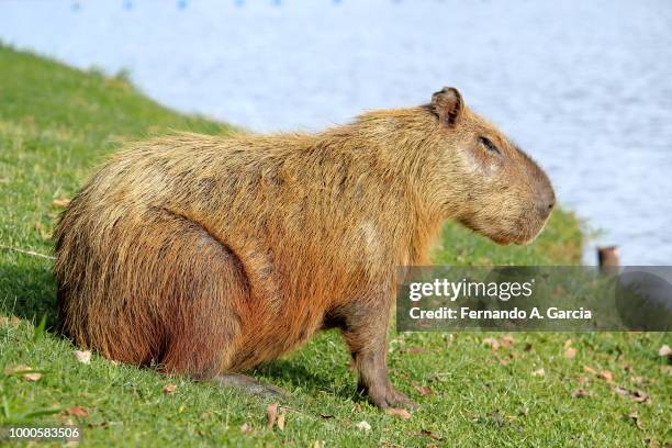 capivara - parque da represa de s. j. do rio preto - capybara ストックフォトと画像