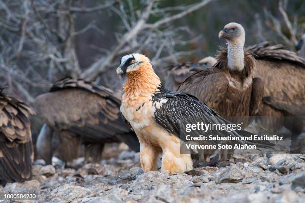 adult bearded vulture among griffon vultures in the spanish catalan pyrenees - bearded vulture stock pictures, royalty-free photos & images