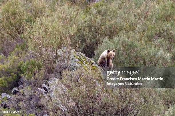 brown bear female - oso fotografías e imágenes de stock