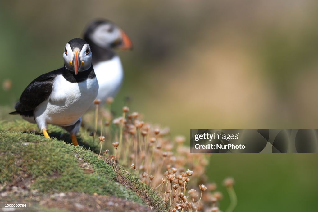 The Saltee Islands - the Most Famous Bird Sanctuary in Ireland