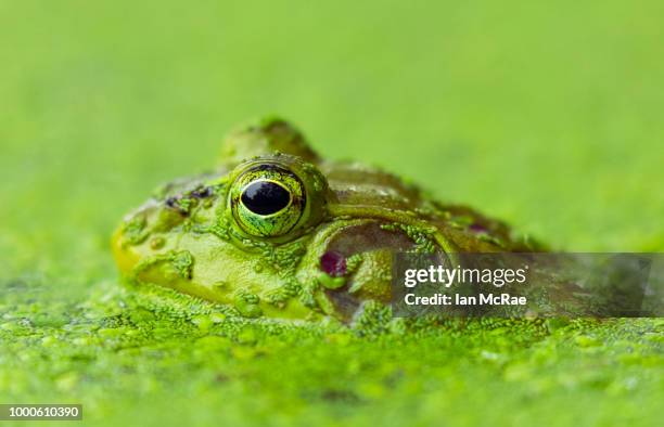 show me your green - american bullfrog stock pictures, royalty-free photos & images