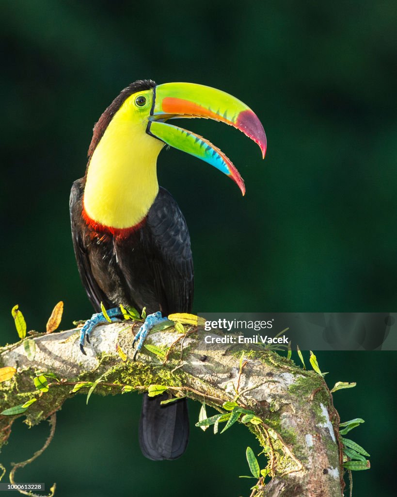 Keel-billed Toucan