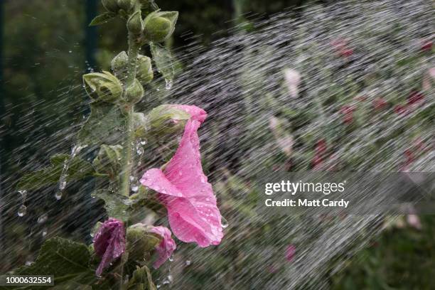 In this photo illustration a man adjusts uses a hosepipe sprinkler to water his plants in a garden of a house in the village of Priston on July 17,...
